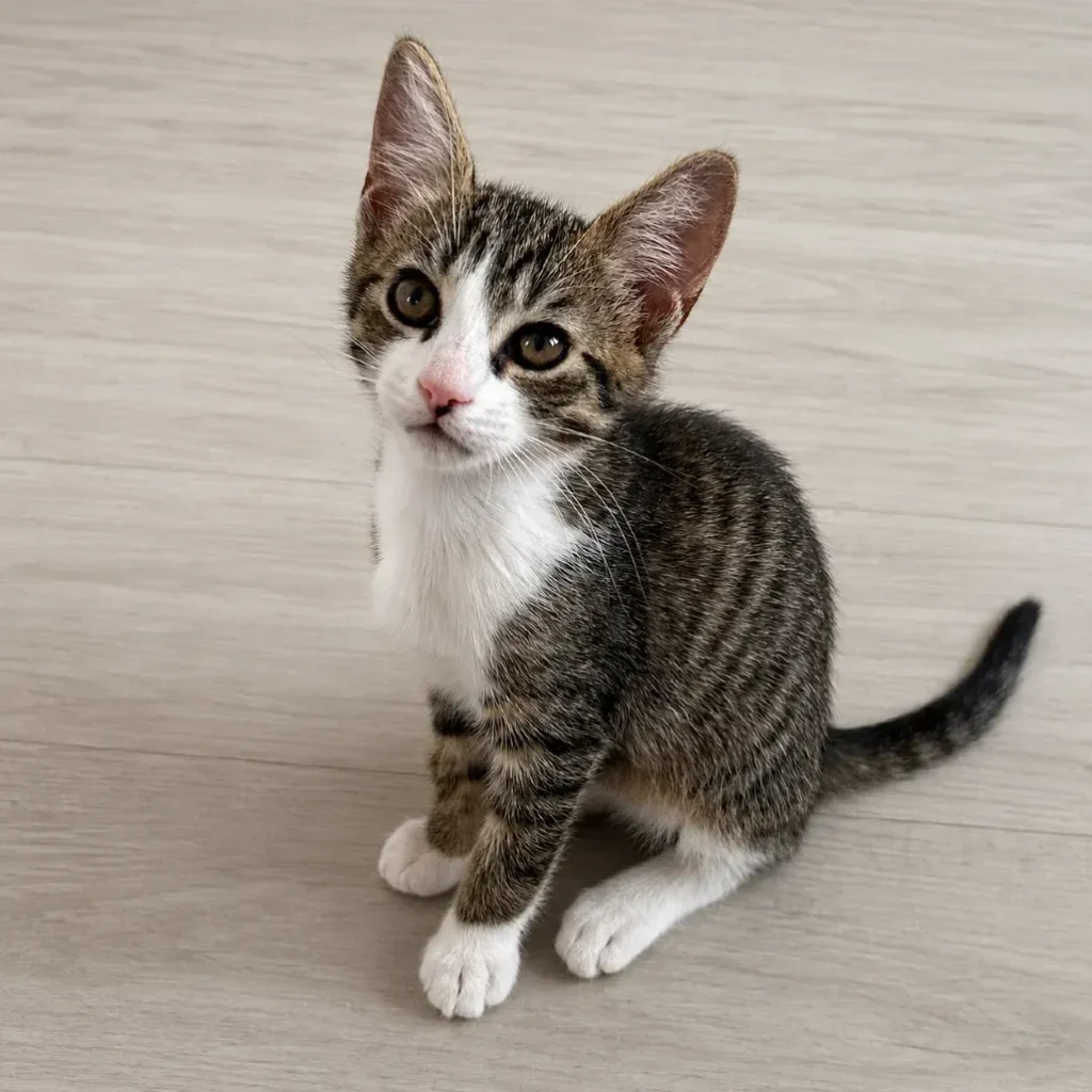 Brown tabby and white domestic shorthair cat sitting on a light floor