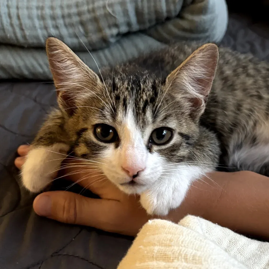 What If You’re Afraid You’ll Do Something Wrong While Fostering?