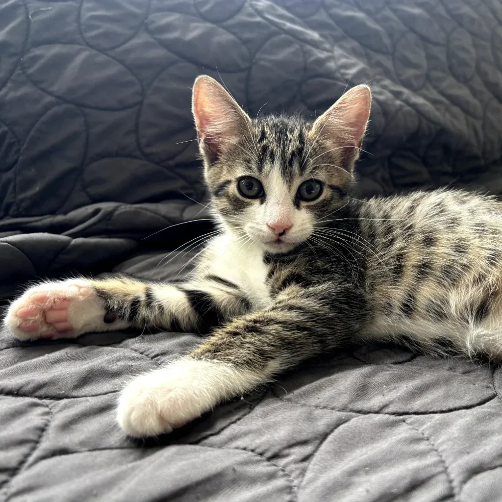 Brown tabby and white domestic shorthair kitten lounging on a dark blanket
