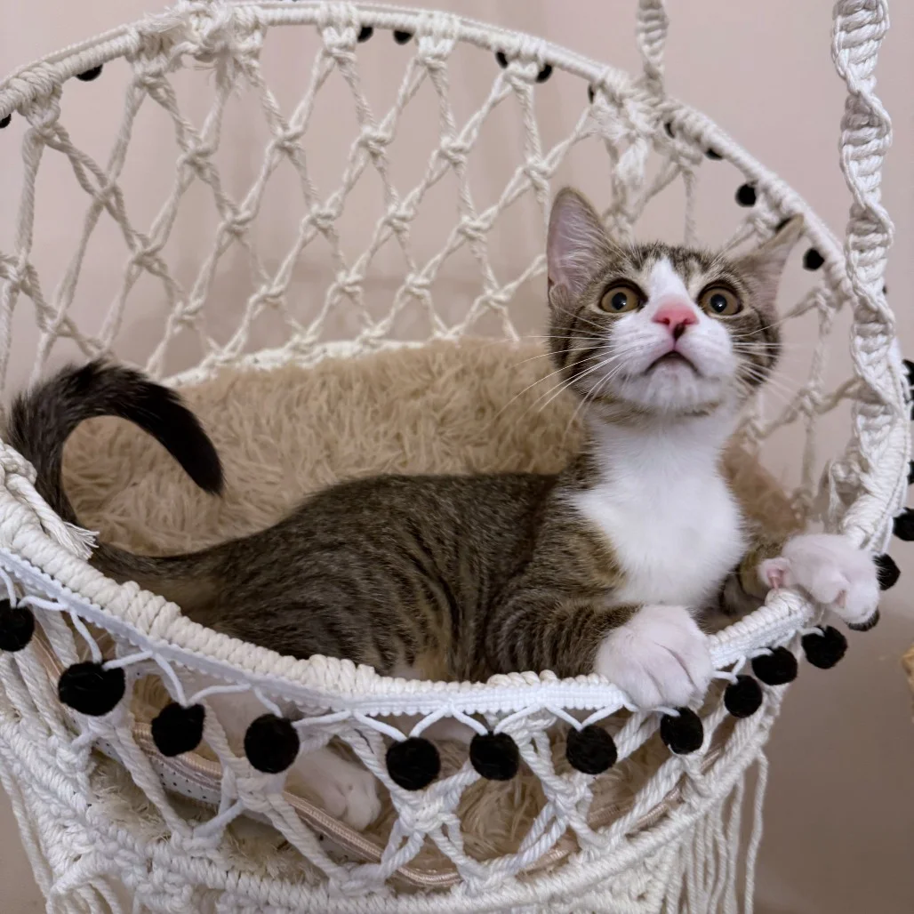 7 Ways Cat Foster Homes Help During Kitten Season
