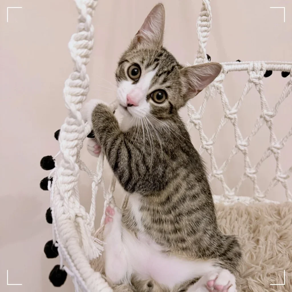 Playful tabby and white Domestic Shorthair kitten climbing on a hanging chair, available for adoption near Heron Bay.