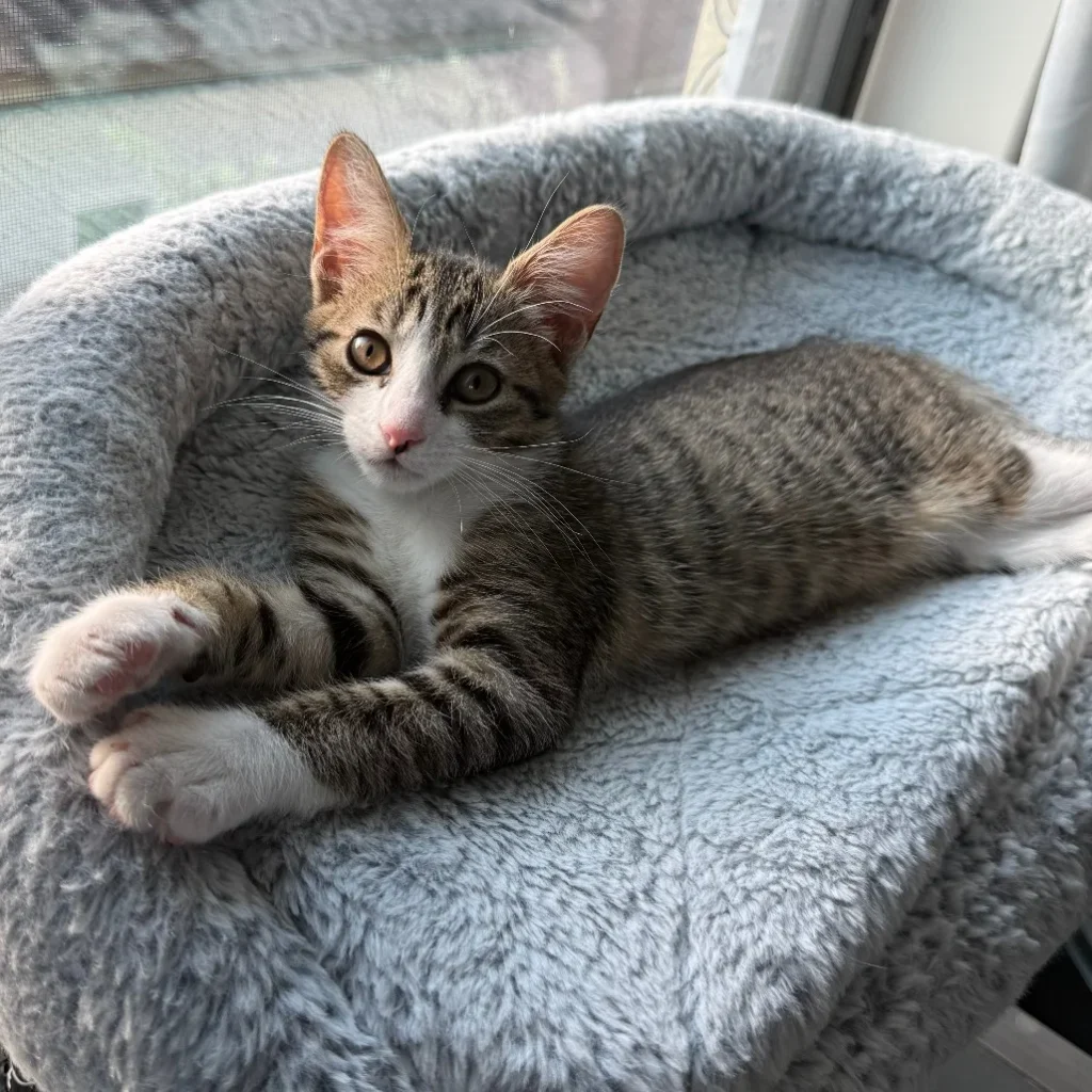 Tabby and white Domestic Shorthair kitten resting in a soft bed by the window, showing the need for cat rescue volunteers near Wyndham Lakes.
