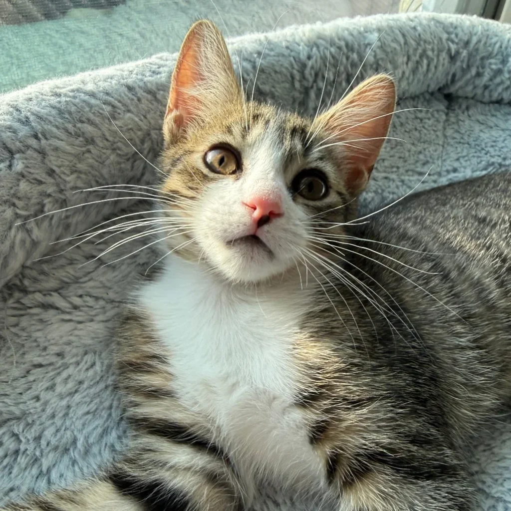 Tabby and white Domestic Shorthair kitten looking up from a cozy bed, available for adoption near West Boca Raton.