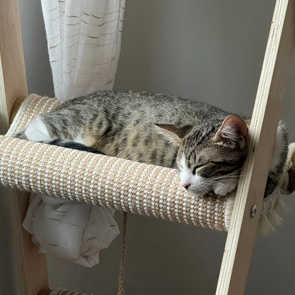 Tabby and white Domestic Shorthair cat sleeping on a cat tree, needing foster care near Coconut Creek.
