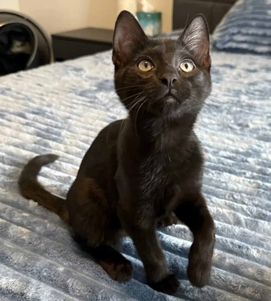 black kitten sitting on bed looking upward with curious expression
