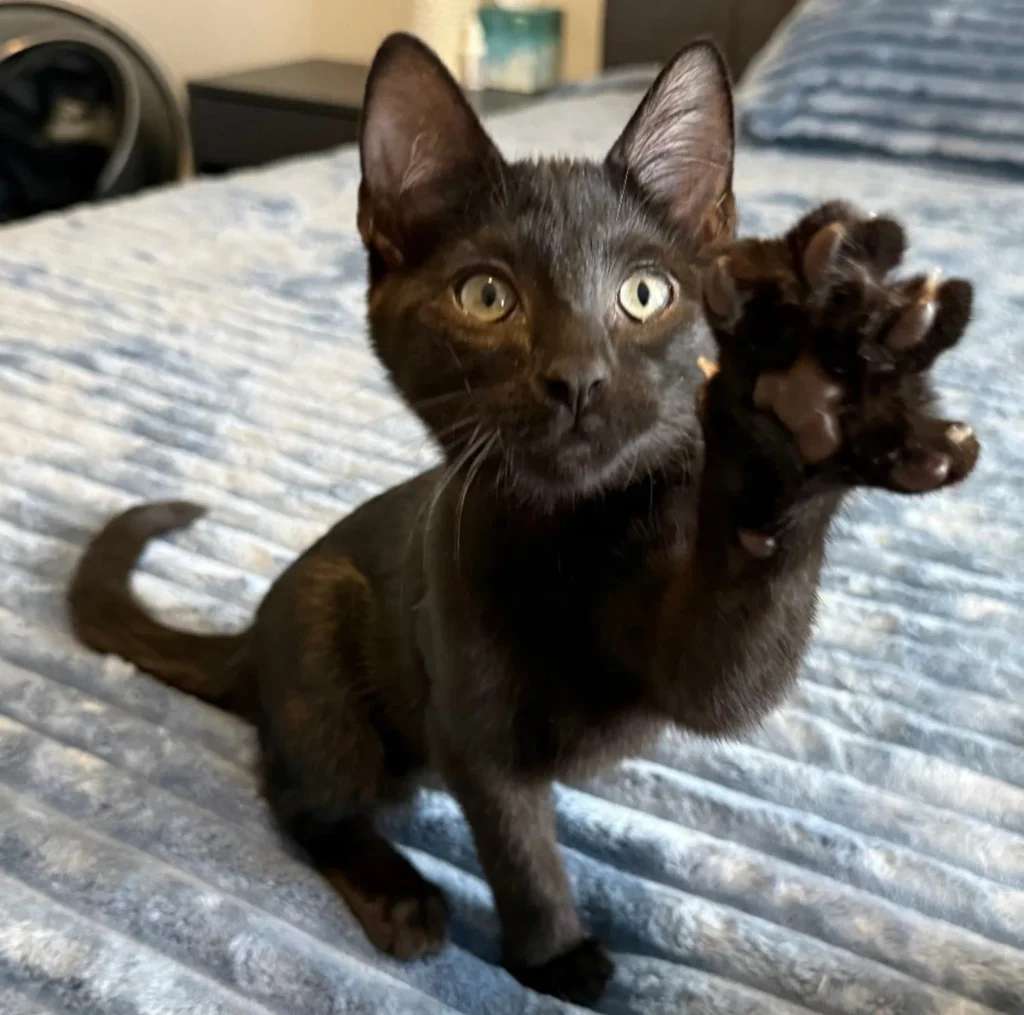 black kitten sitting on bed reaching paw toward camera playfully
