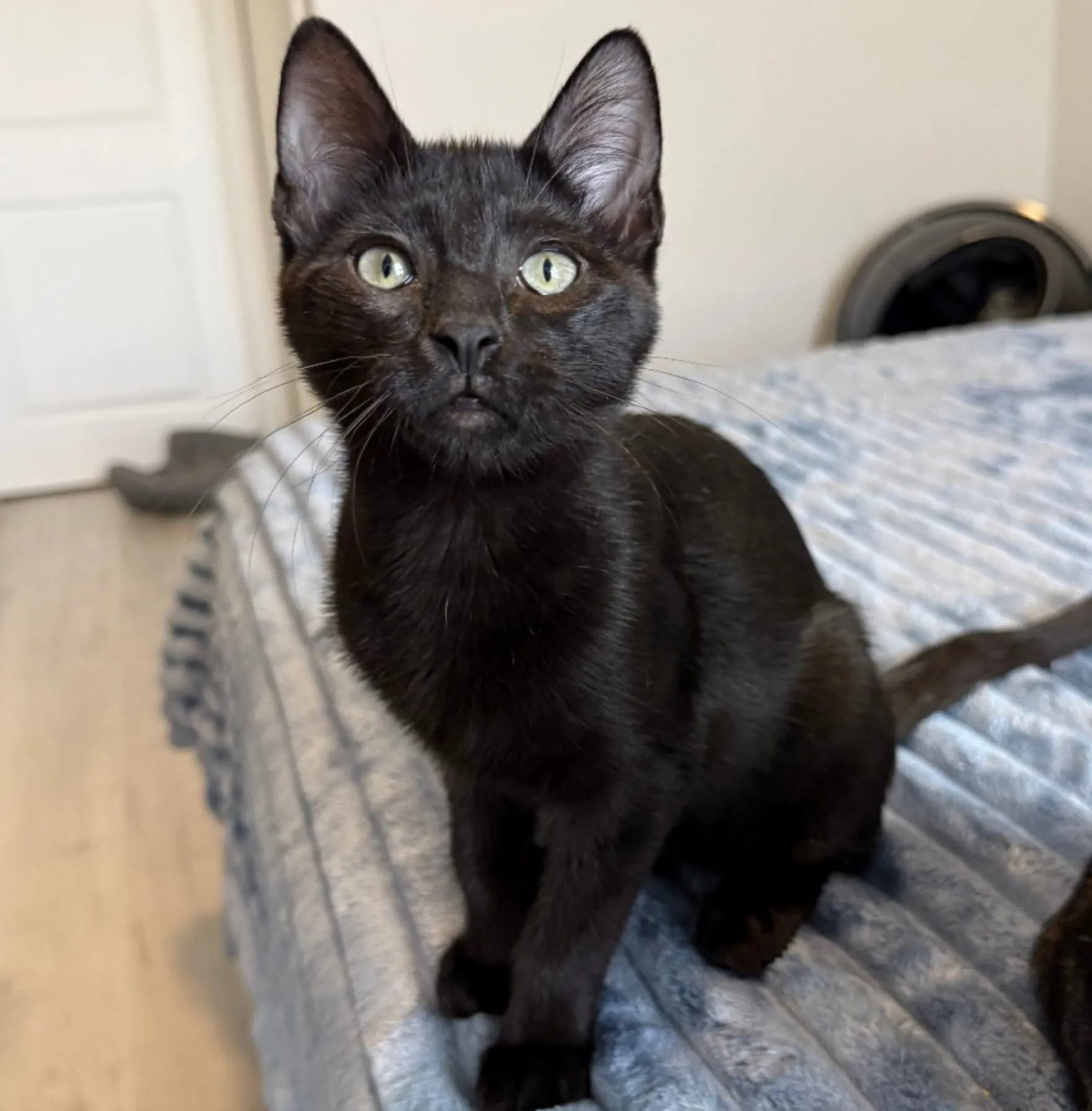 Why Does Kitten Season Create an Urgent Need for Foster Homes in South Florida?