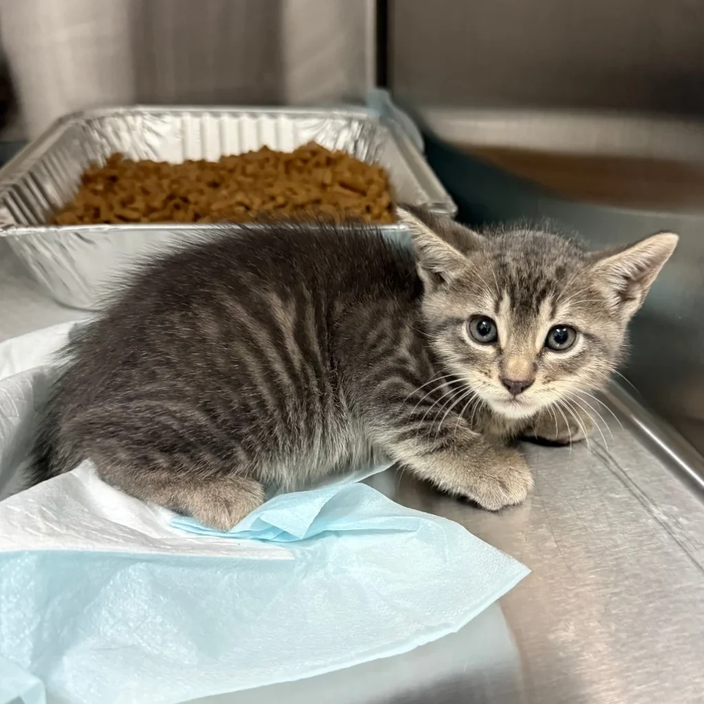 Gray tabby Domestic Shorthair kitten resting on a veterinary exam table with blue-gray eyes and classic tabby markings.