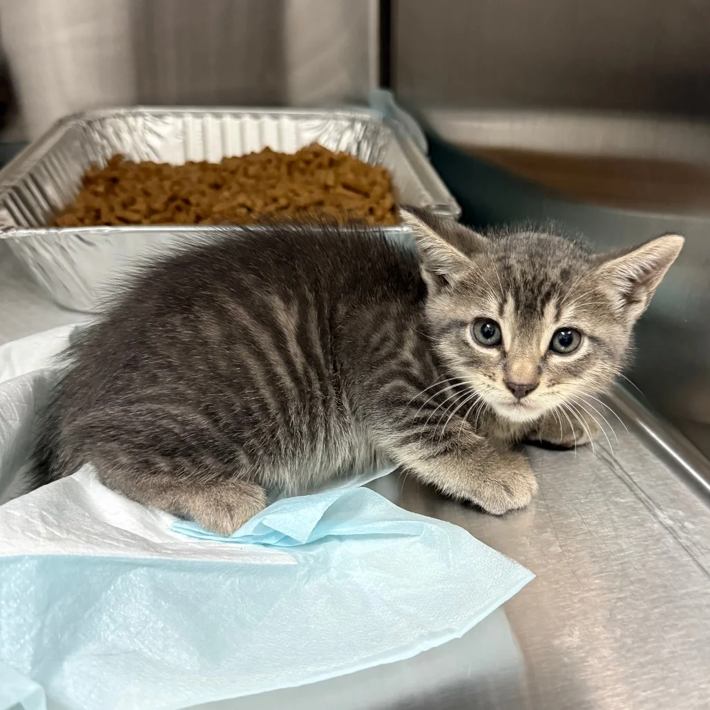 Why Do Some Rescue Kittens Need More Time Before Adoption?