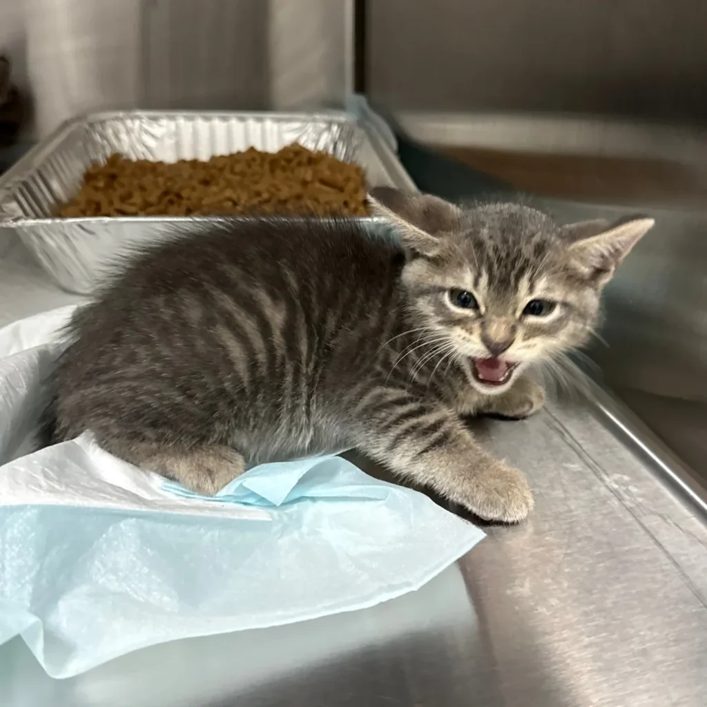 Gray tabby Domestic Shorthair kitten meowing while crouched on a veterinary exam table beside a food tray.
