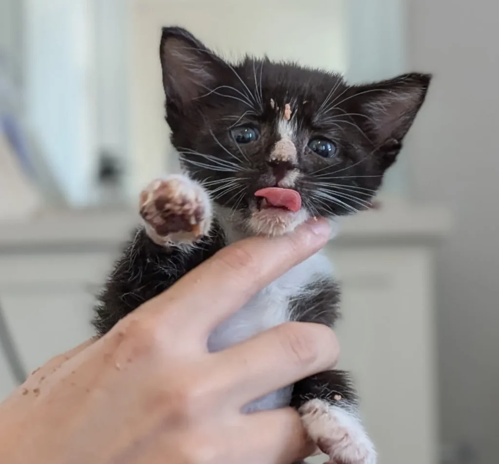 tiny black and white tuxedo kitten being held with tongue out looking playful and messy