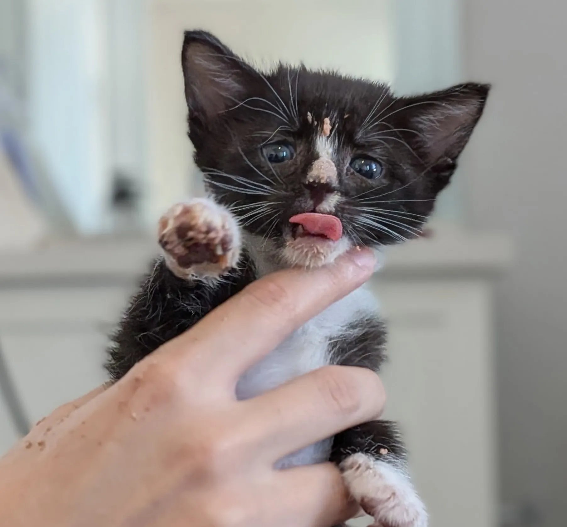 What Makes Rescue Kittens Ready for Adoption?
