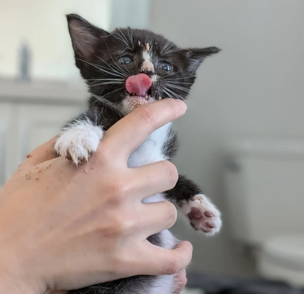 small tuxedo kitten licking nose while being held with paw raised

