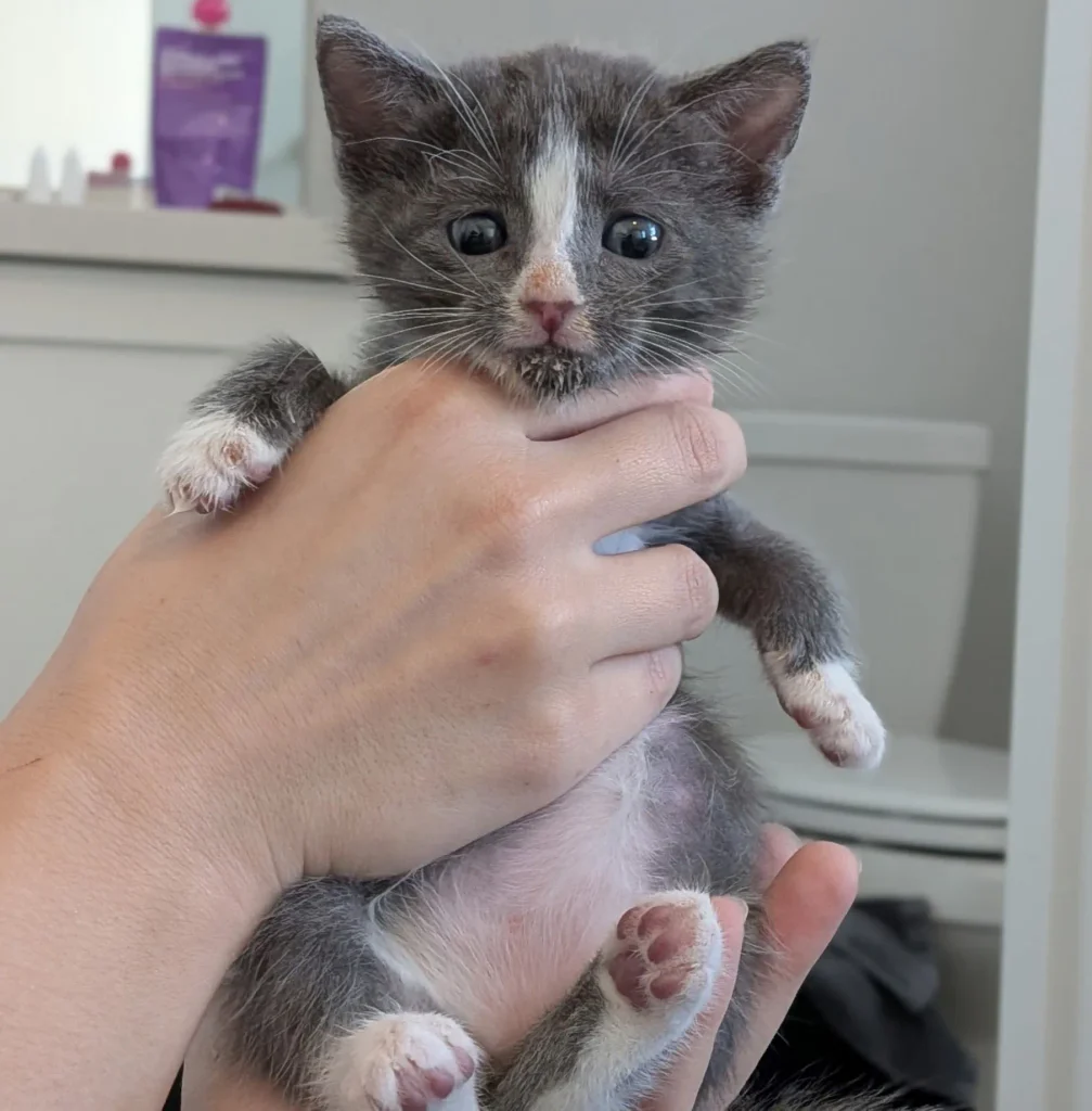 gray and white kitten being held with round eyes and small paws visible
