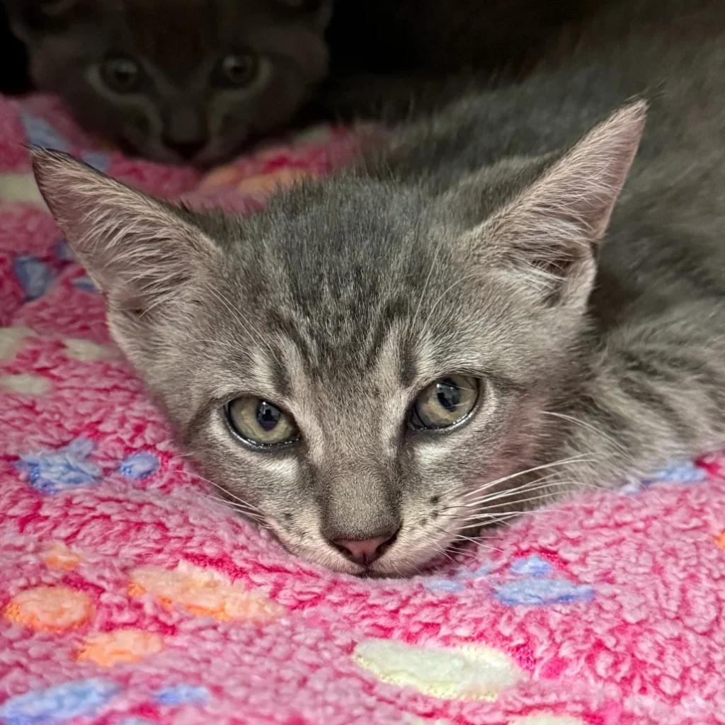 Gray tabby Domestic Shorthair kitten resting on a pink blanket with another kitten in the background, showing the need for cat rescue volunteers near Deerfield Beach.

