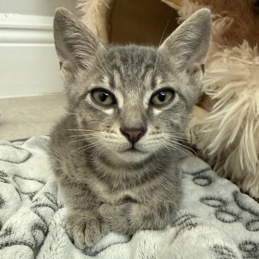 Gray tabby Domestic Shorthair kitten resting comfortably on a soft blanket and looking calmly into the camera.
