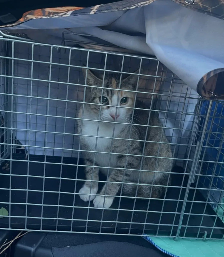 calico cat inside metal trap cage during rescue looking alert and cautious
