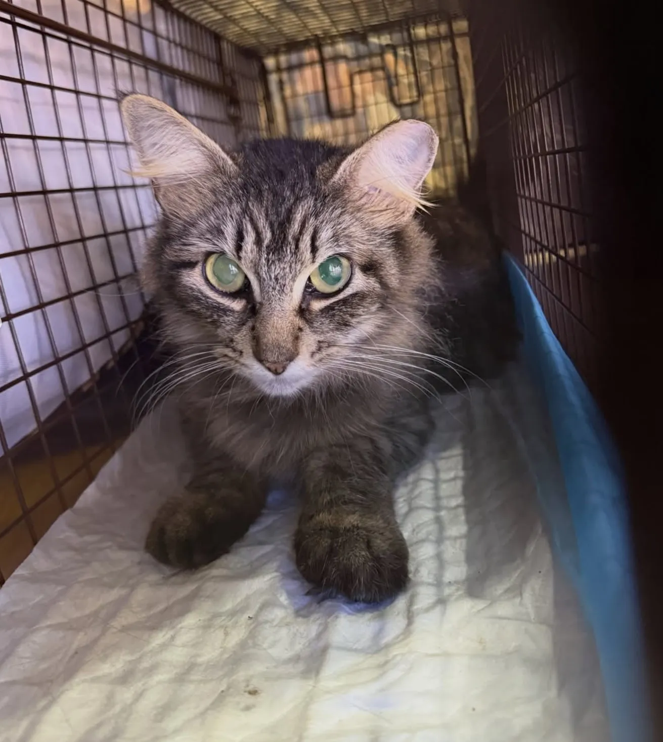 6 Ways Foster Homes Help Shy Kittens Gain Confidence