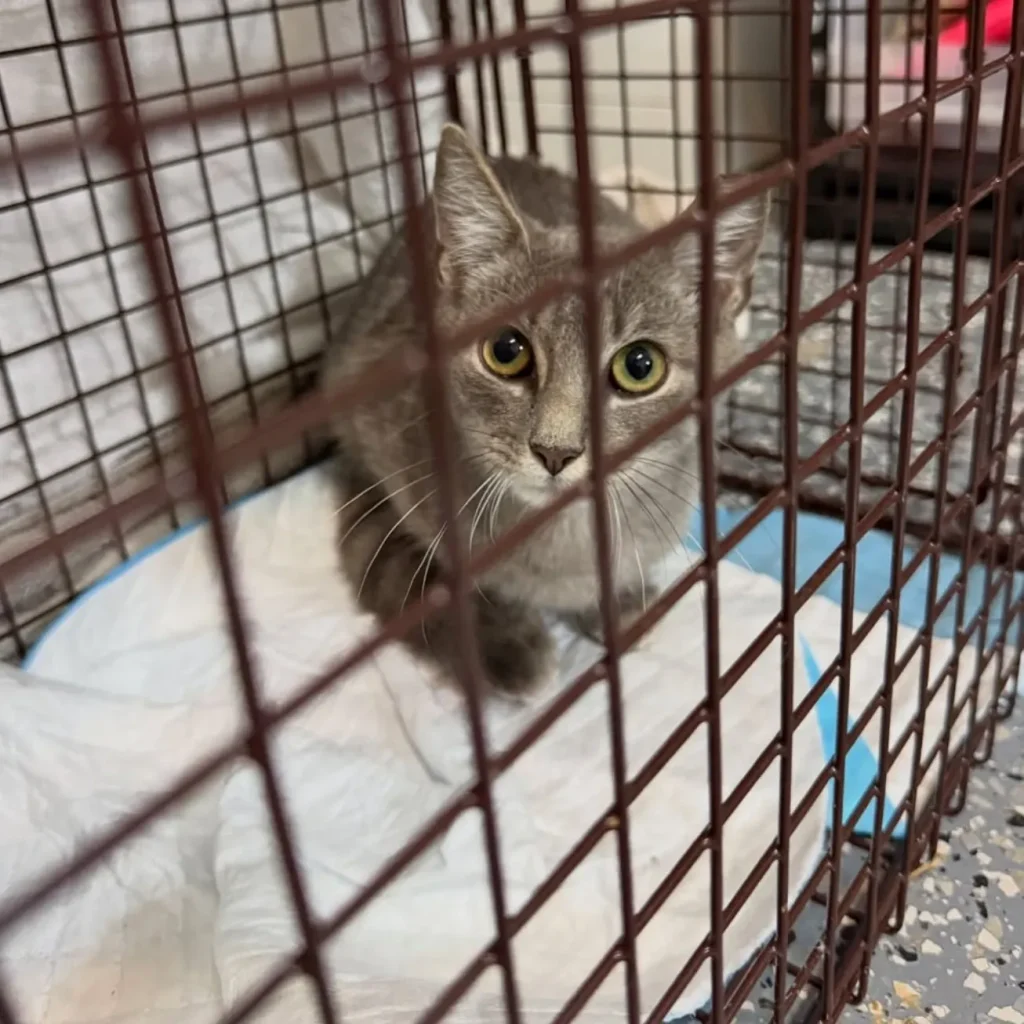gray domestic shorthair cat inside trap cage looking forward with wide alert eyes on a training pad

