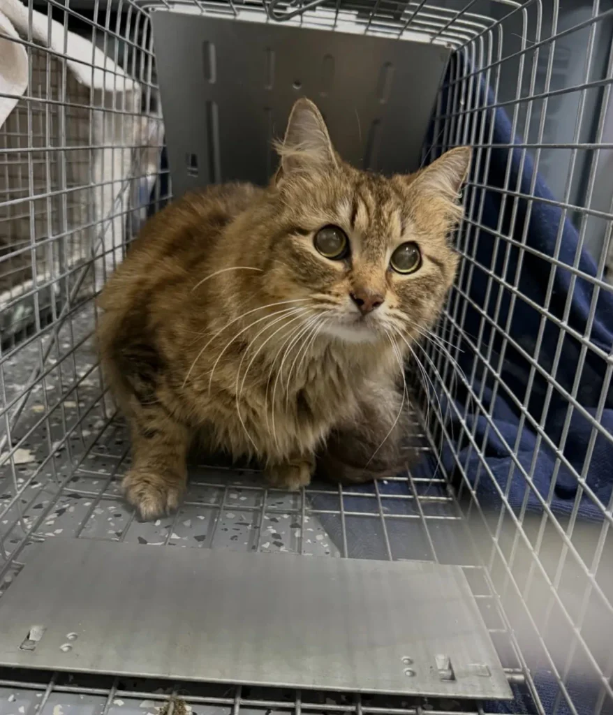 long haired brown tabby cat inside metal trap cage with fluffy coat and cautious expression
