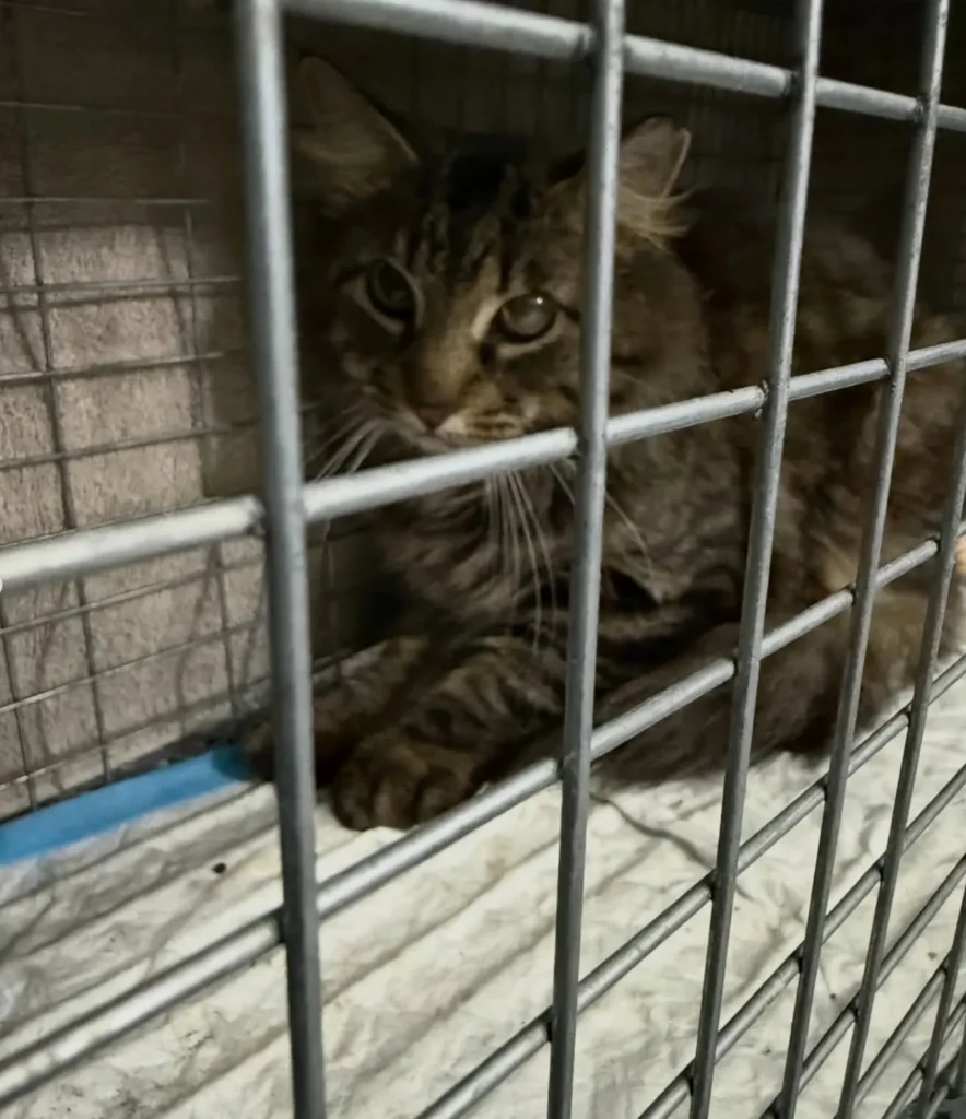 long haired tabby cat resting inside trap cage with dim lighting and wary eyes