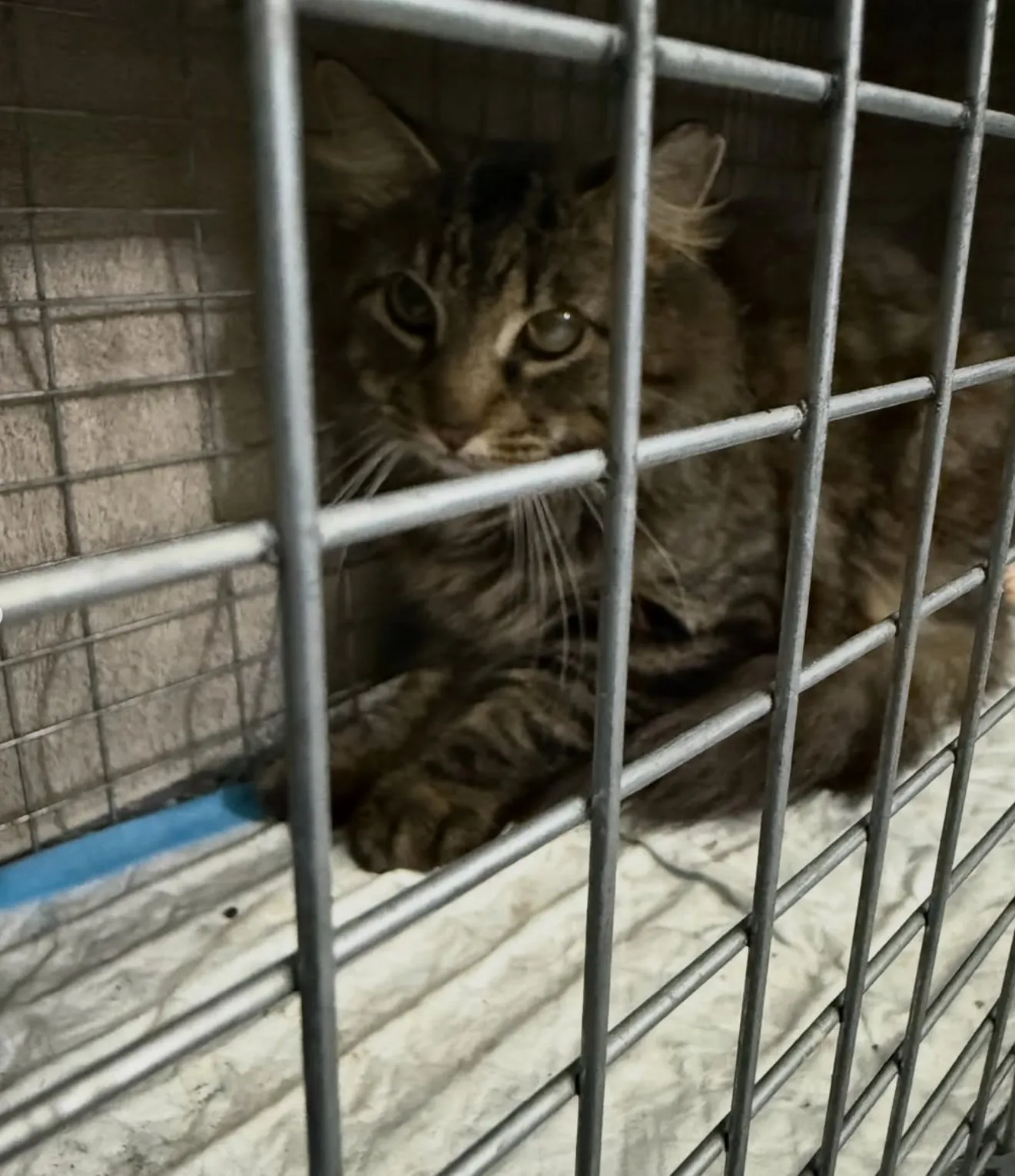 How Do Kittens Learn Household Routines in Foster Care?