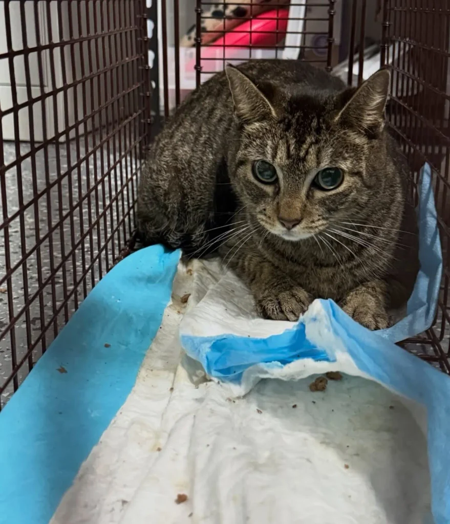 brown tabby domestic shorthair cat sitting inside trap cage on blue pad looking calm but alert
