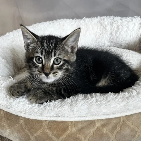 Brown tabby Domestic Shorthair kitten relaxing in a plush white pet bed while looking directly at the camera with bright blue-gray eyes.
