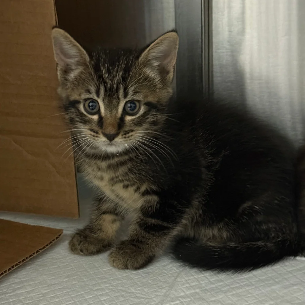 Why Does Early Kitten Socialization Matter in Rescue?