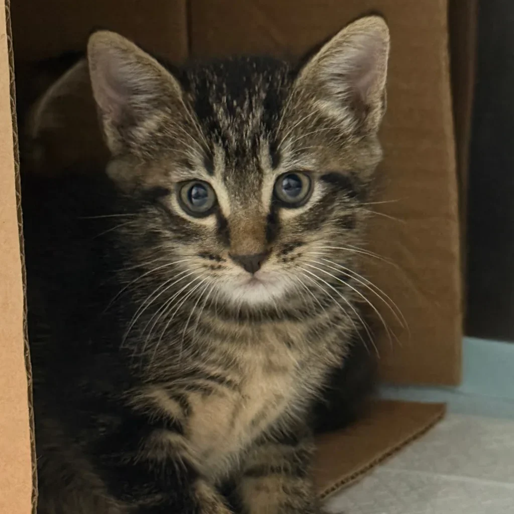 Close-up portrait of a brown tabby Domestic Shorthair kitten peeking out from a cardboard hideaway with alert blue-gray eyes.
