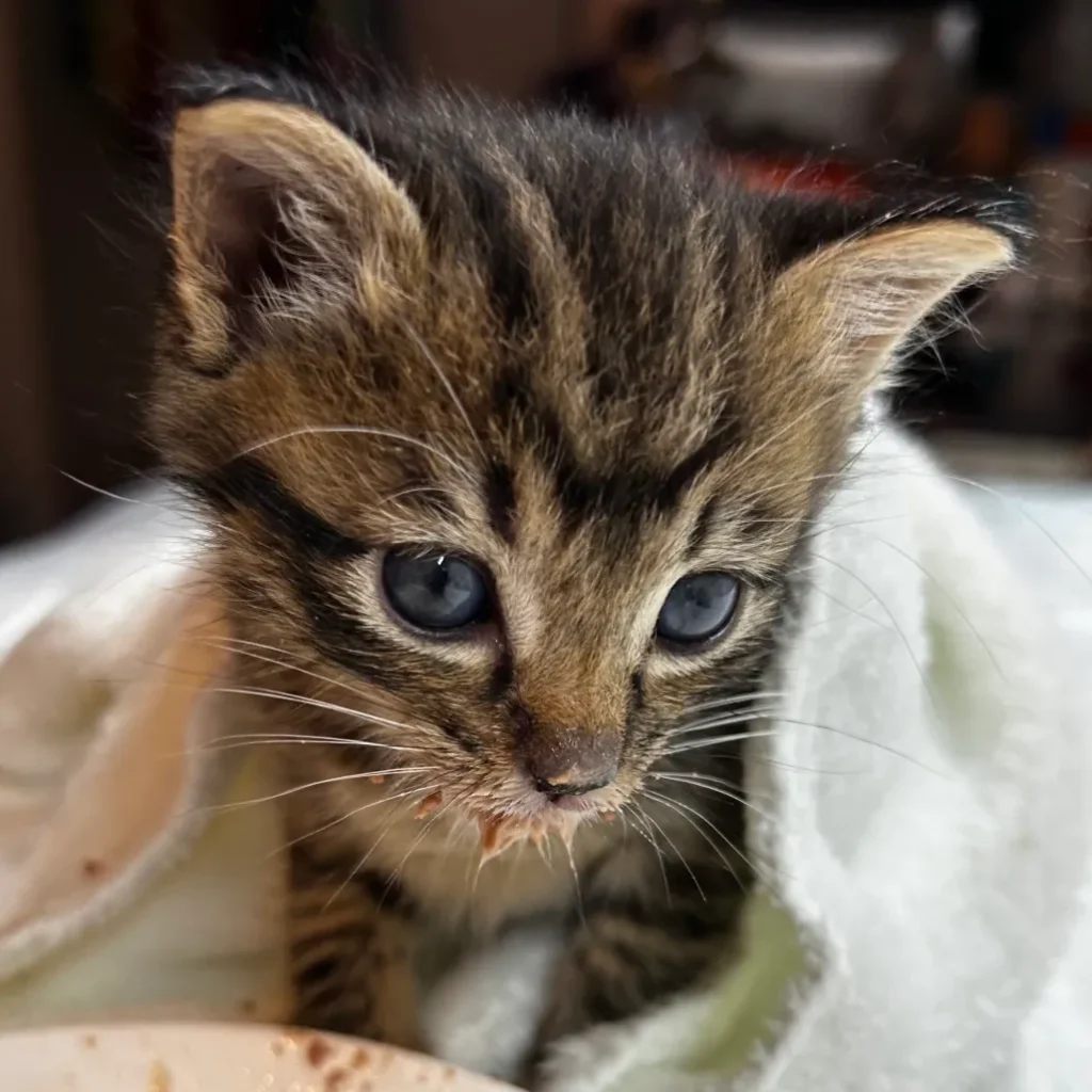 small brown tabby kitten wrapped in towel with food on face looking tired and recovering