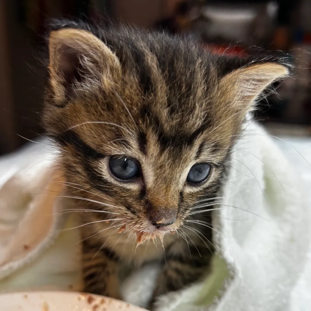 What Should Foster Homes Know About Kitten Development?