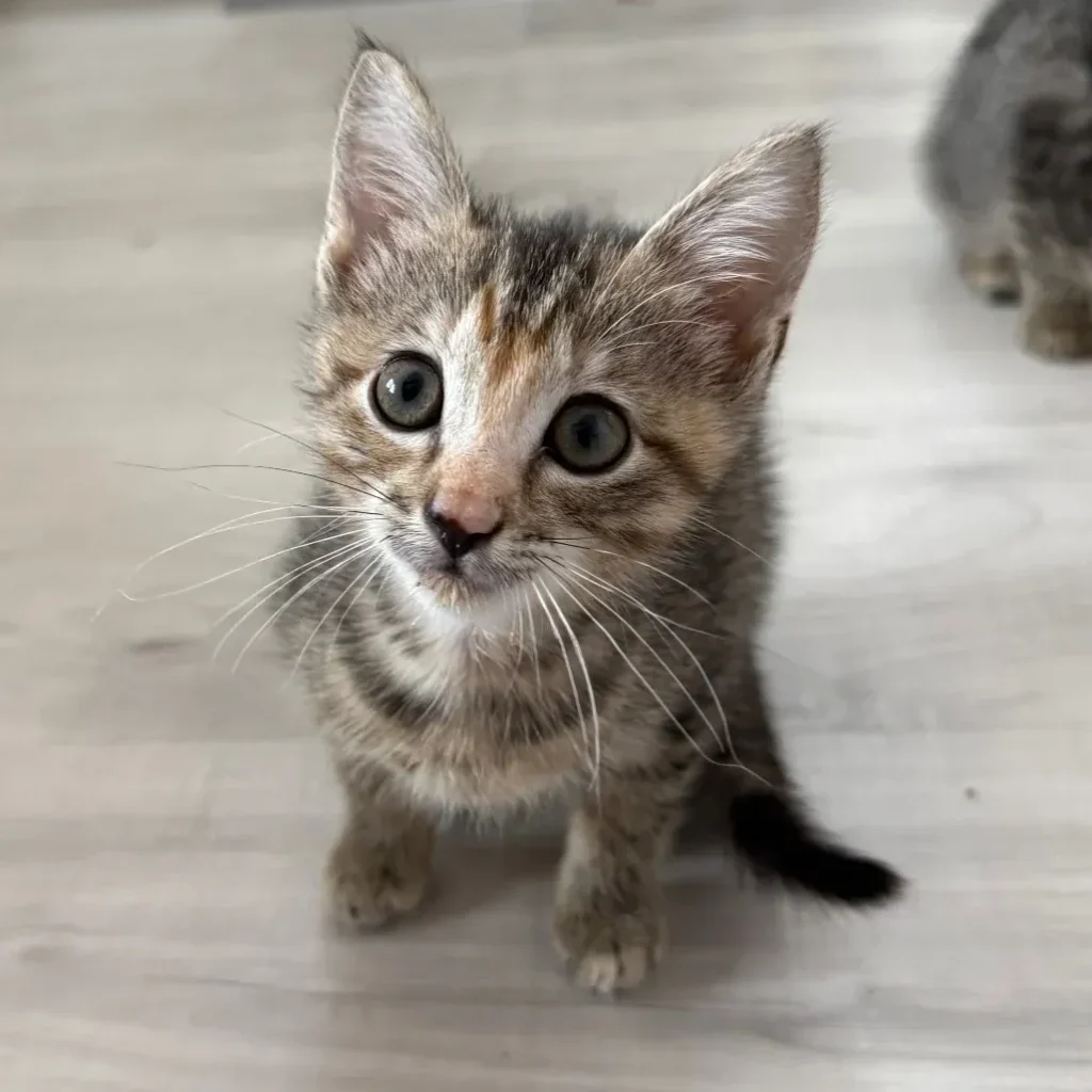 Small brown tabby domestic shorthair kitten looking up from a light floor
