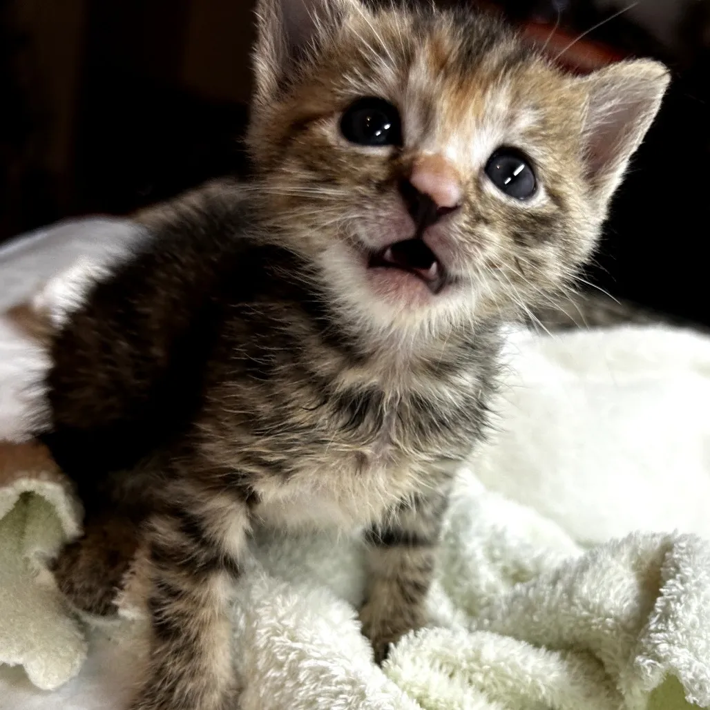 7 Kitten Behaviors Foster Homes Help Shape Before Adoption