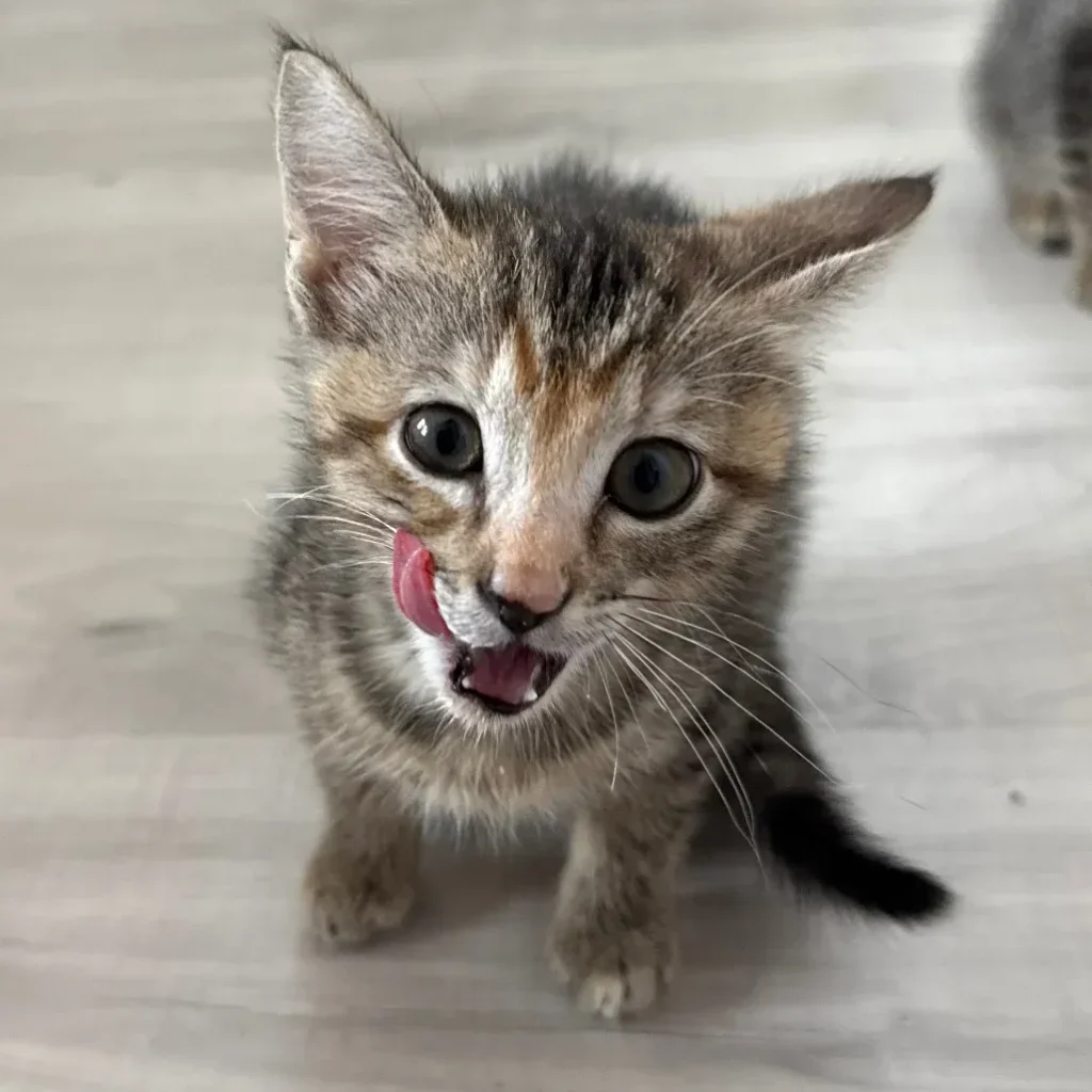 Small brown tabby domestic shorthair kitten meowing on a light floor
