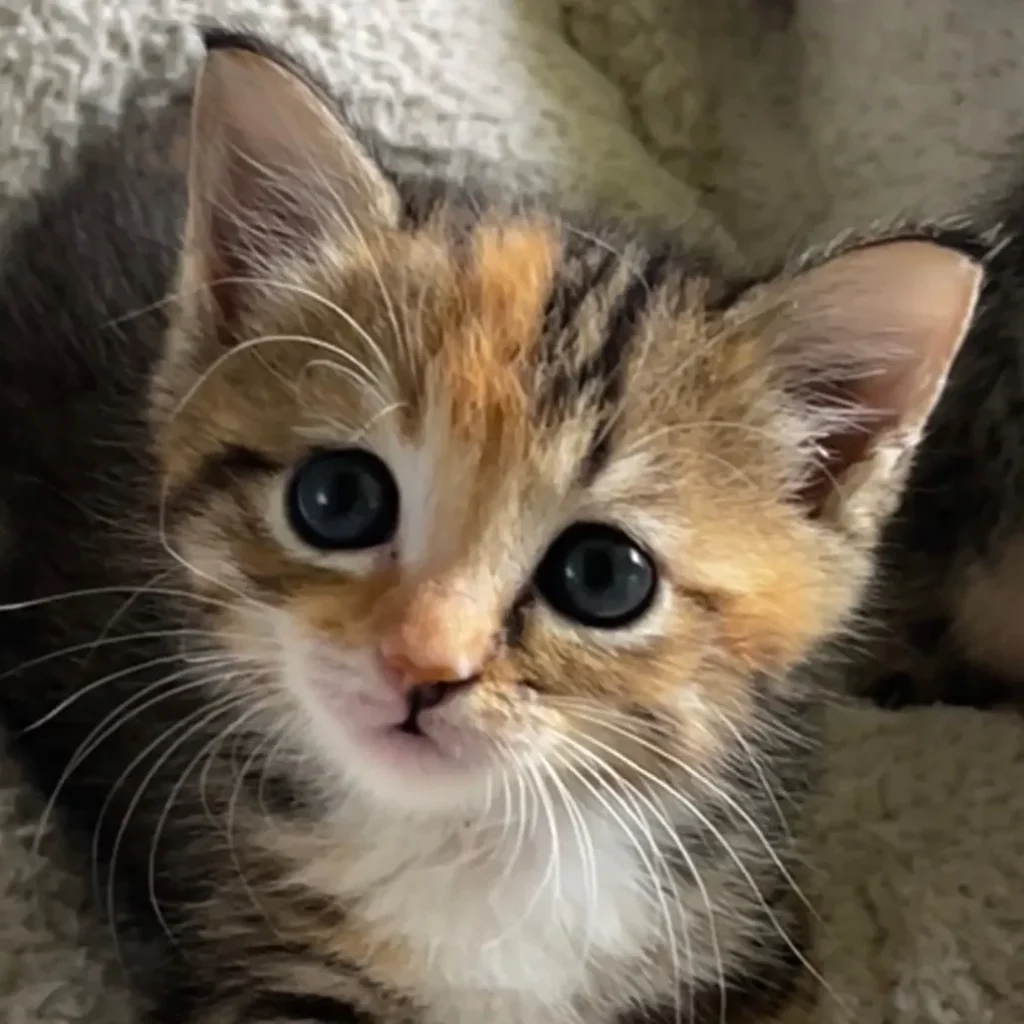small tabby calico kitten with open mouth sitting on blanket looking curious and vocal