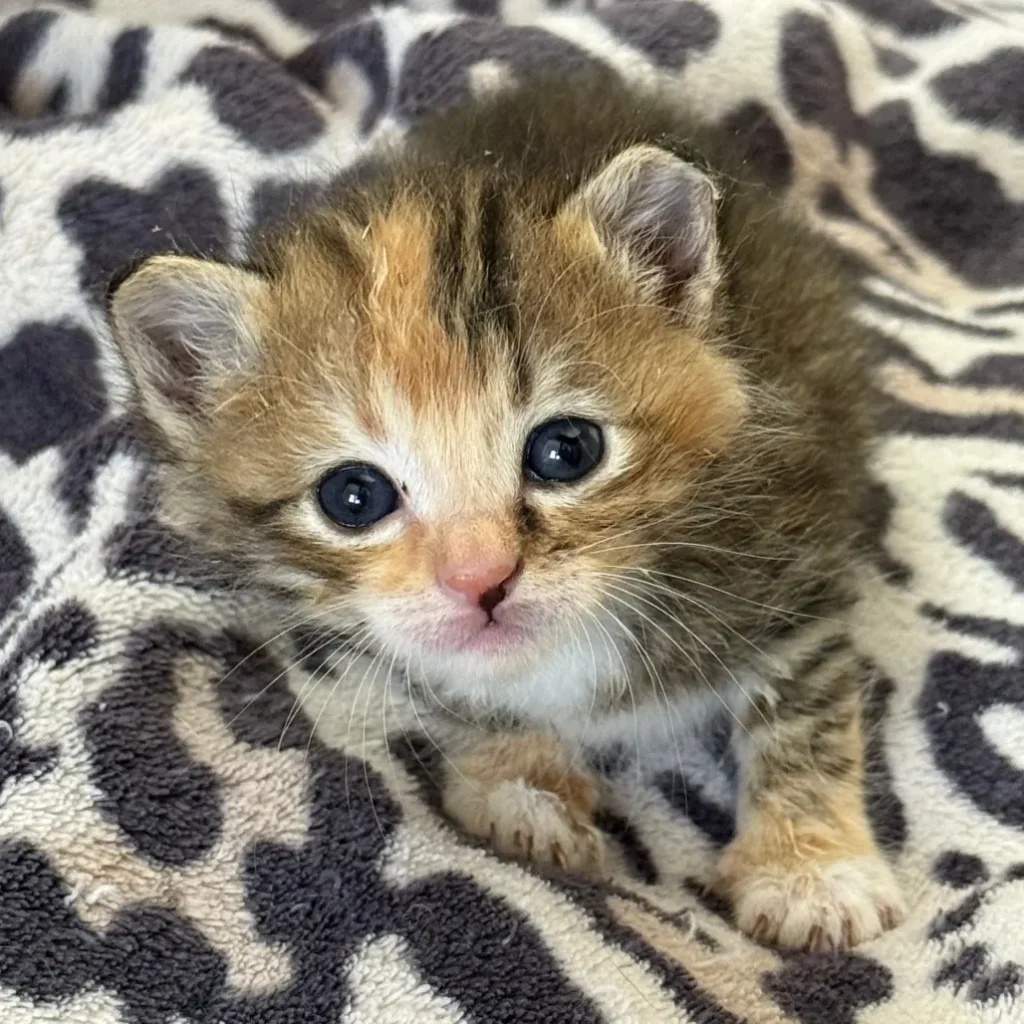 young tabby calico kitten resting on patterned blanket looking calm with bright eyes
