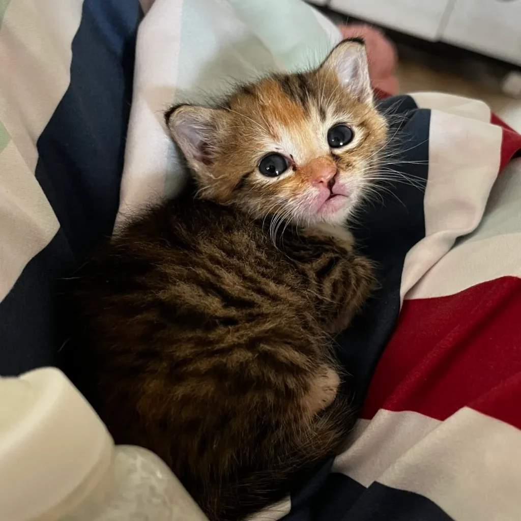 tiny tabby calico kitten lying on blanket looking up with soft expression and small paws visible
