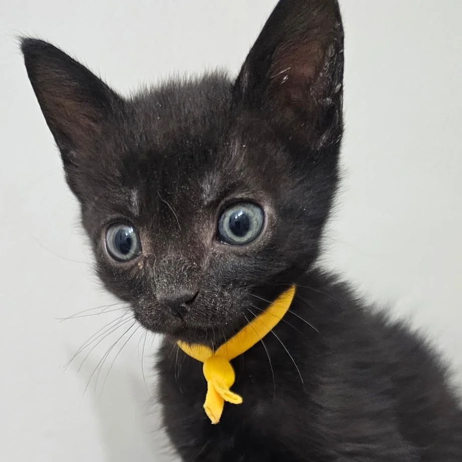 Black Domestic Shorthair kitten wearing a yellow ribbon collar, looking curiously toward the camera with large blue-gray eyes.
