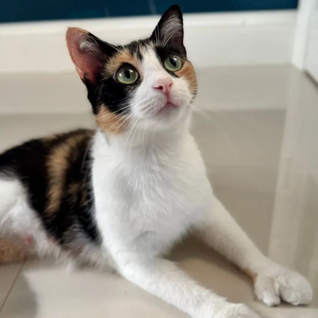 Calico domestic shorthair cat lying on the floor and looking upward