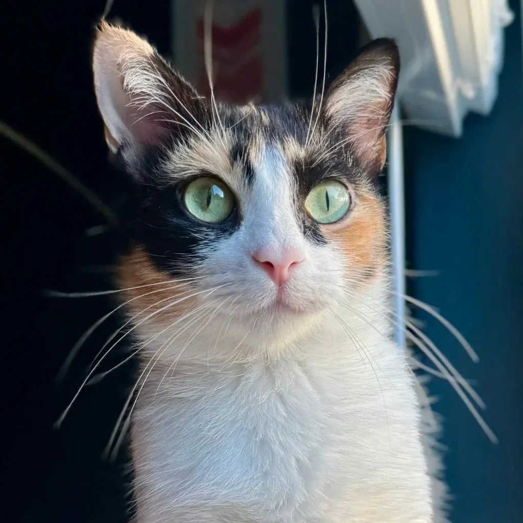 Close-up of a calico domestic shorthair cat with green eyes
