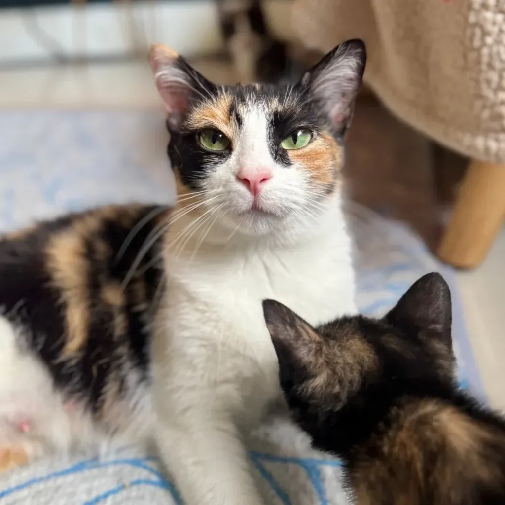 Calico domestic shorthair cat resting near a kitten