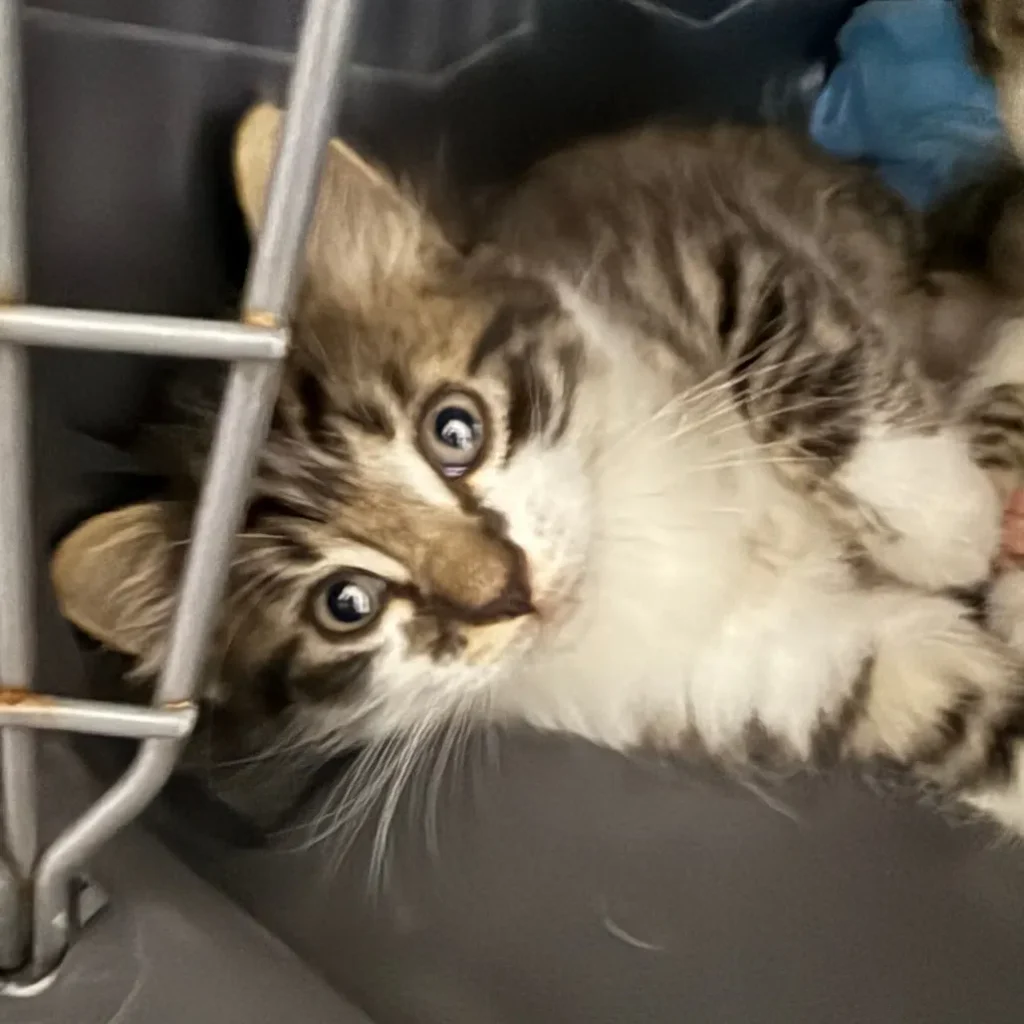 fluffy tabby and white kitten inside carrier looking playful and wide eyed