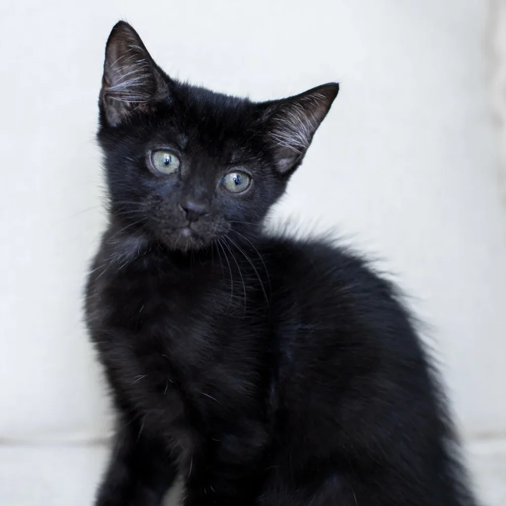 Black Domestic Shorthair kitten posing on a white blanket with its head slightly tilted and curious green eyes.
