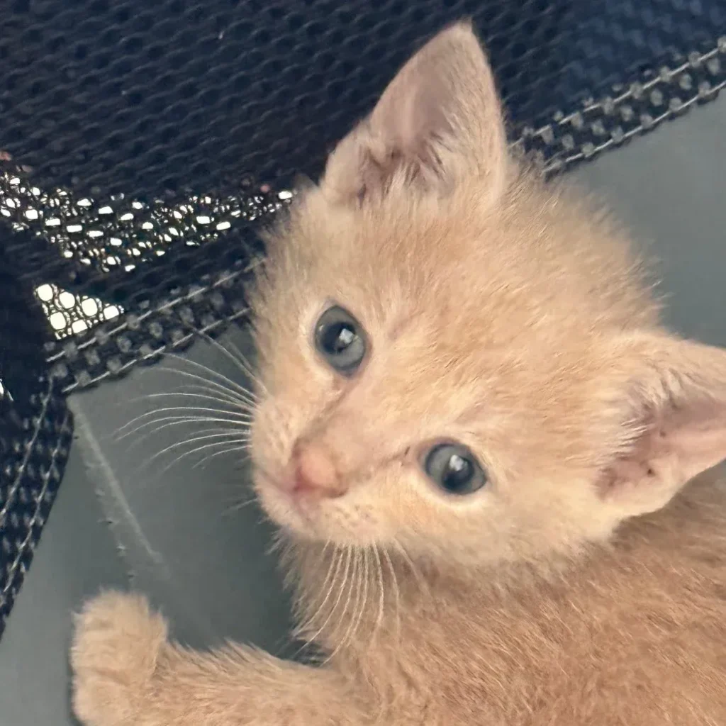 Small cream tabby domestic shorthair kitten looking up near a carrier