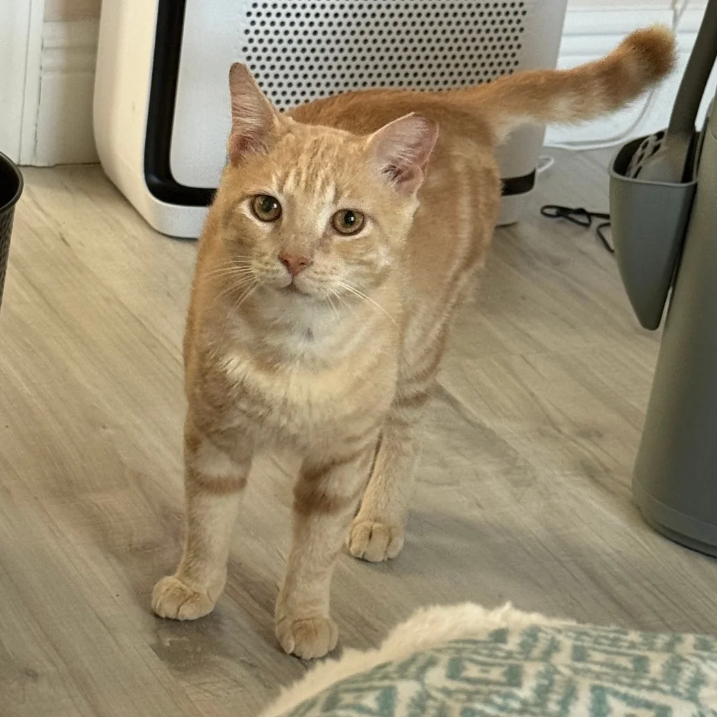 Where Can You Donate Cat Supplies in Broward County?